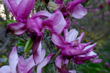 Magnoliowy zawrót głowy