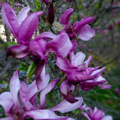Magnoliowy_zawrot_glowy_001m