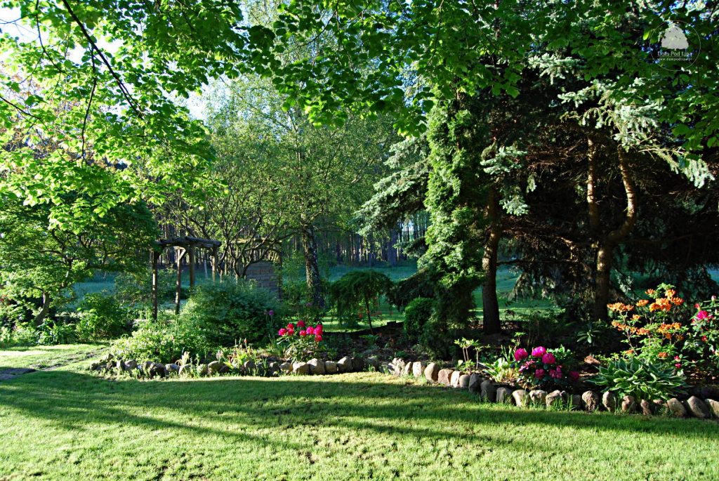 Ogród Dom pod lipą rododendrony