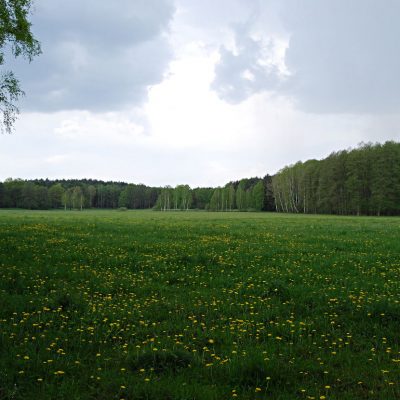 łąka Pszczewski Park Krajobrazowy
