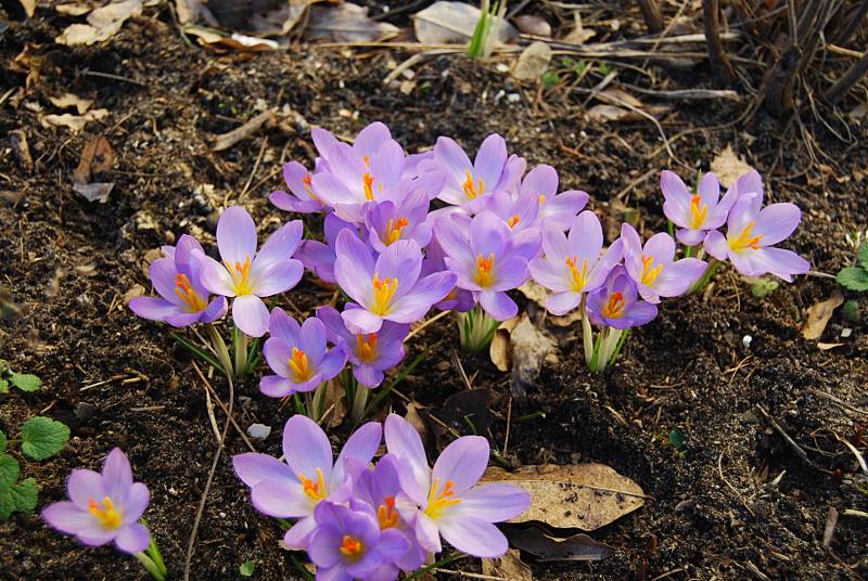 wiosenne kwiatki krokusy